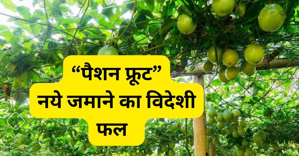 नये-जमाने-के-विदेशी-पैशन-फ्रूट (Passion fruit)