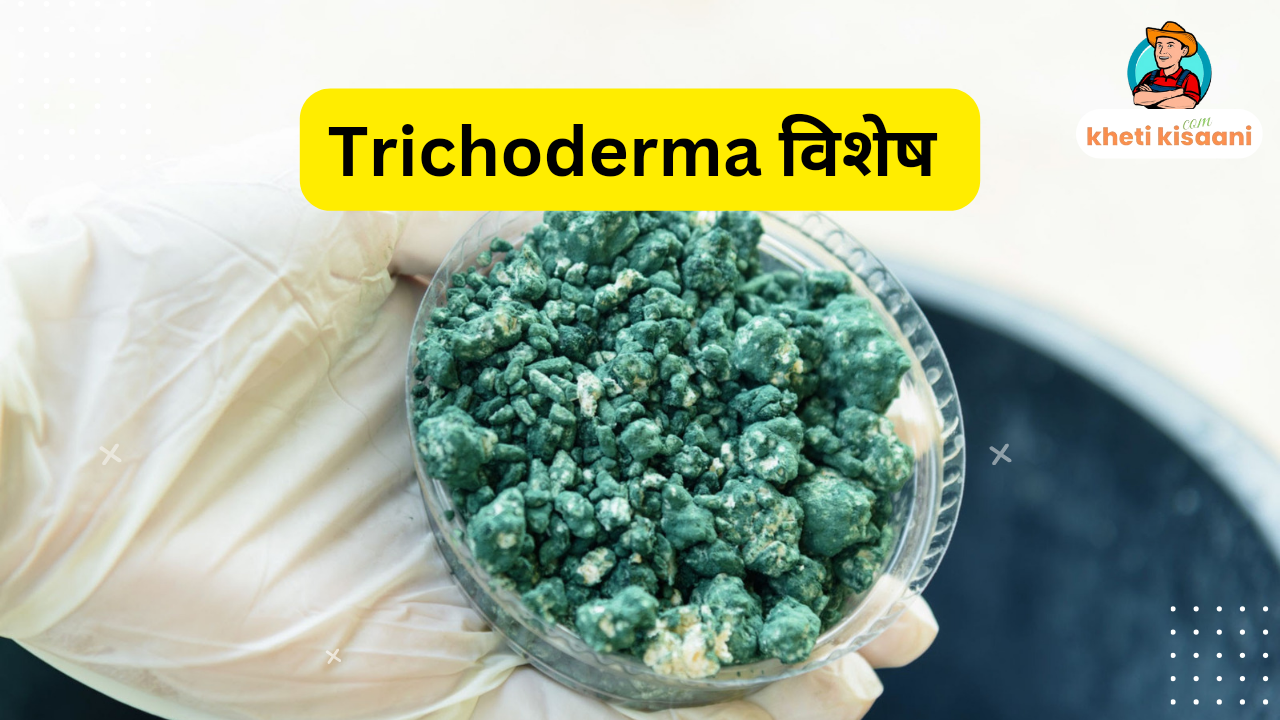 Read more about the article ट्राइकोडर्मा फफूंद विशेष TRICHODERMA