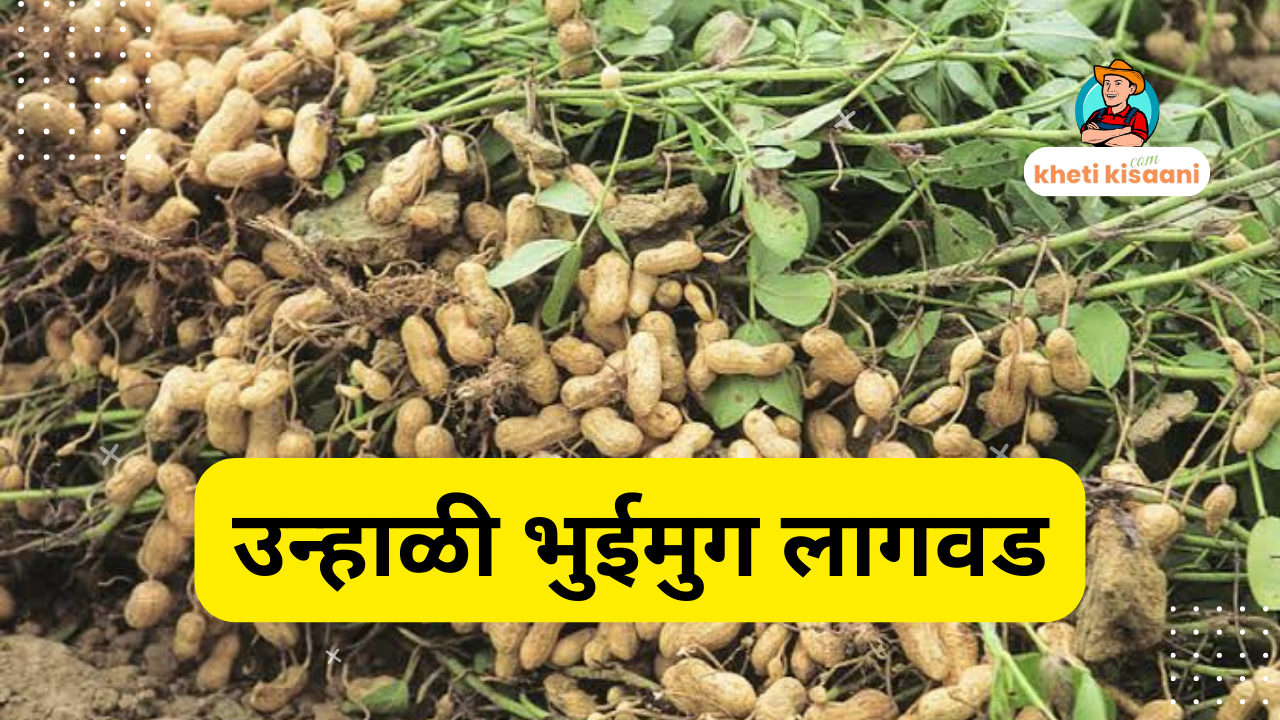 Read more about the article उन्हाळी भुईमुग लागवड का , कशी ??