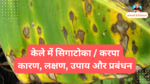 Read more about the article केले में सिगाटोका / करपा- कारण, लक्षण, उपाय और प्रबंधन